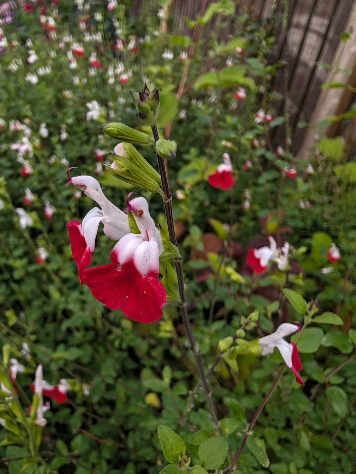 Hotlips variety of salvia in close up with several large salvia plants out of focus behind.