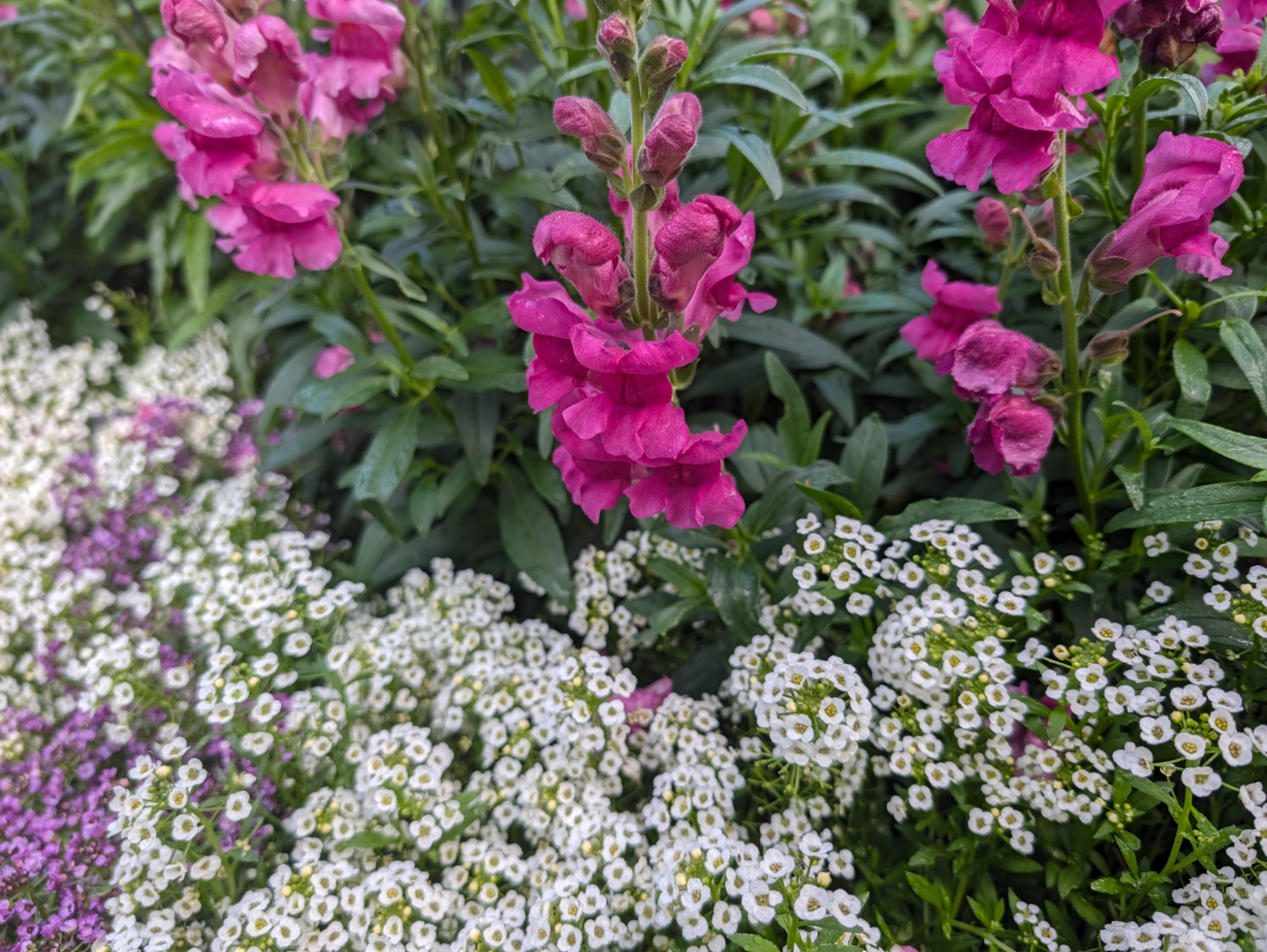 Bright pink snapdragons nestled in a crowded flower bed.