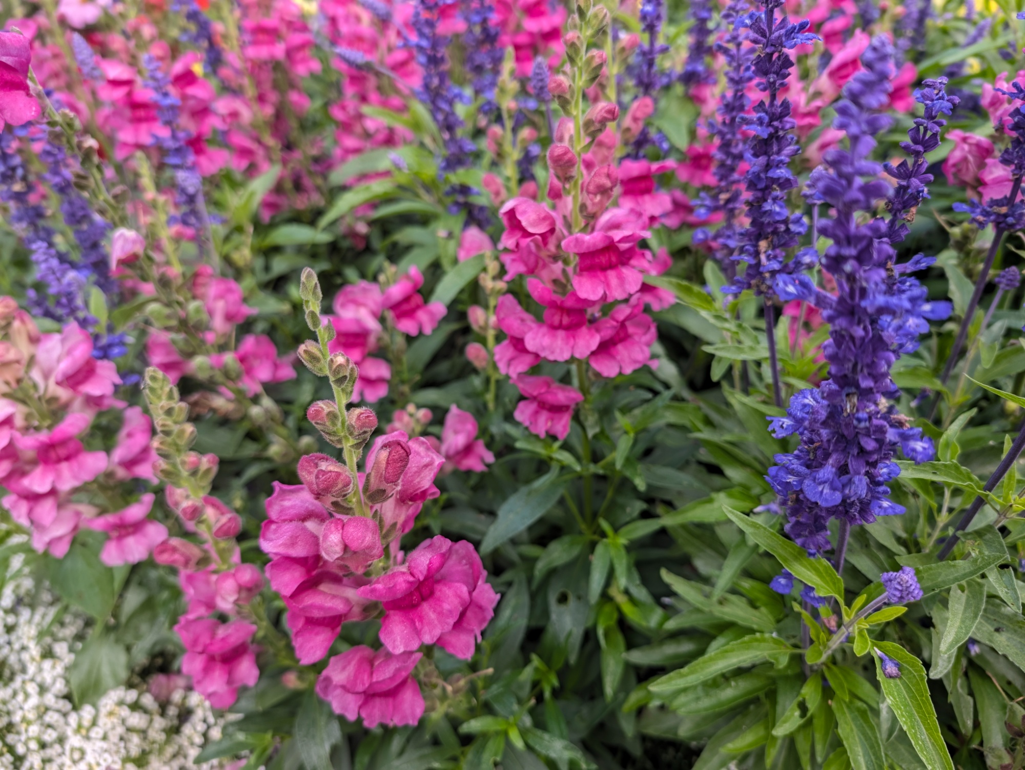 Bright pink snapdragons and blue spikes of salvia.