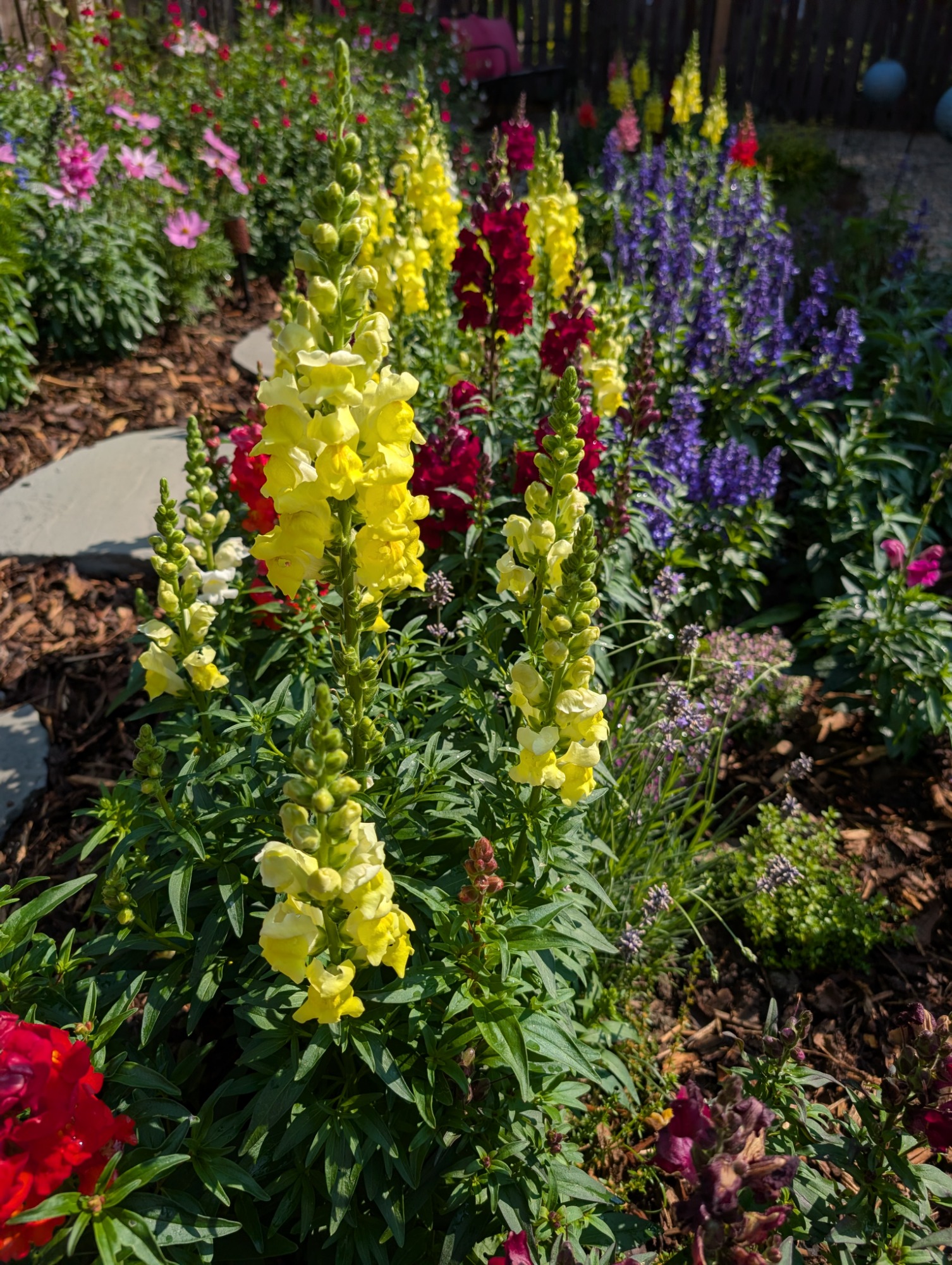 Tall spikes of snapdragon flowers alongside a garden path. The close up flowers are yellow, behind them are orange, red, and white snapdragons and purple salvias.