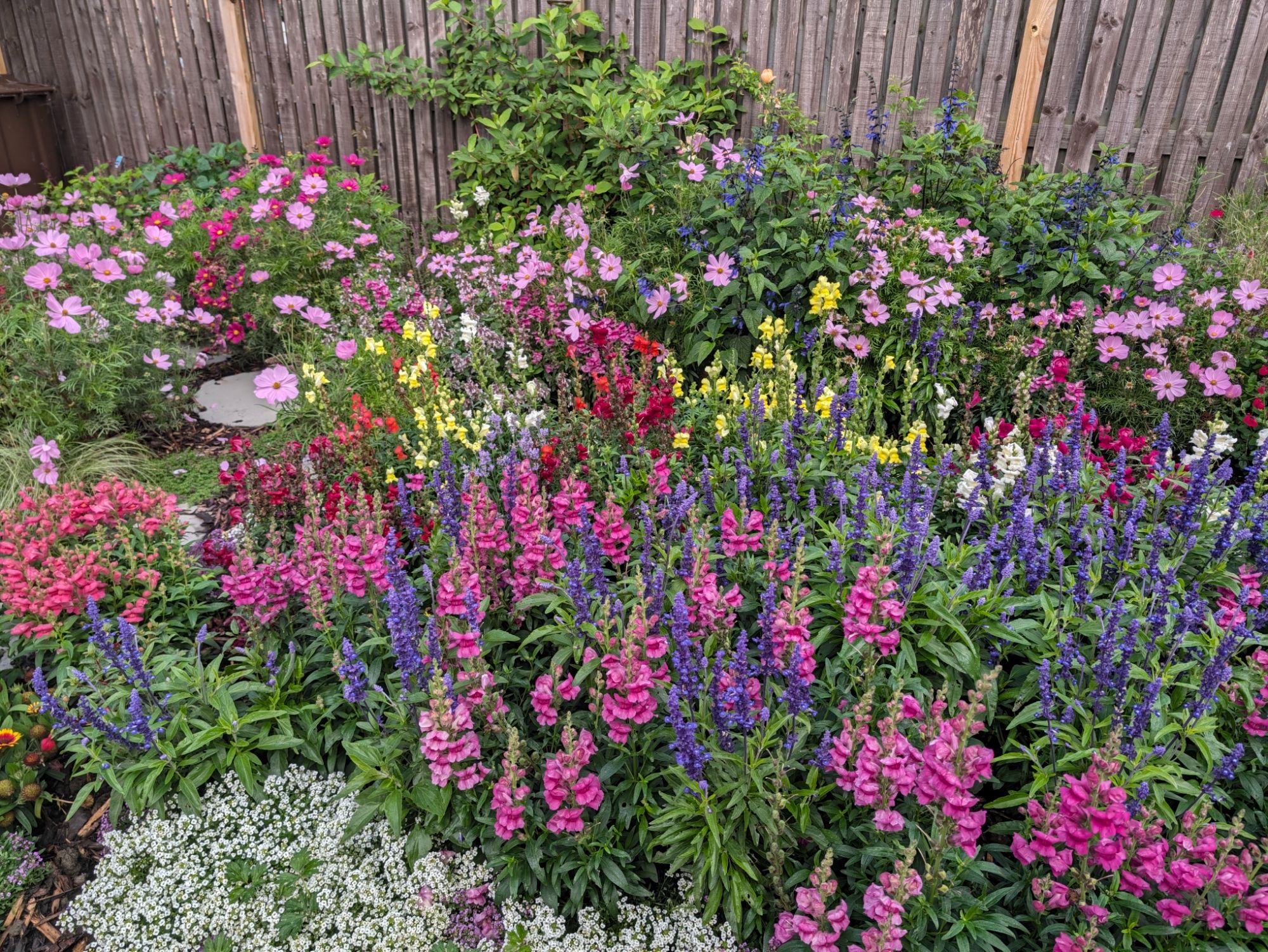 A somewhat chaotic flowerbed of snapdragons, salvia, and cosmos.