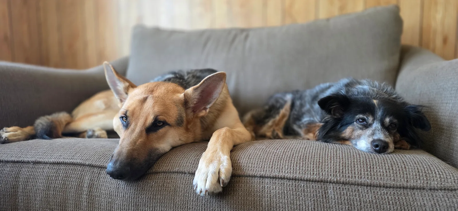Pepper: Our hooman said she had to work today, but she won't leave us alone.