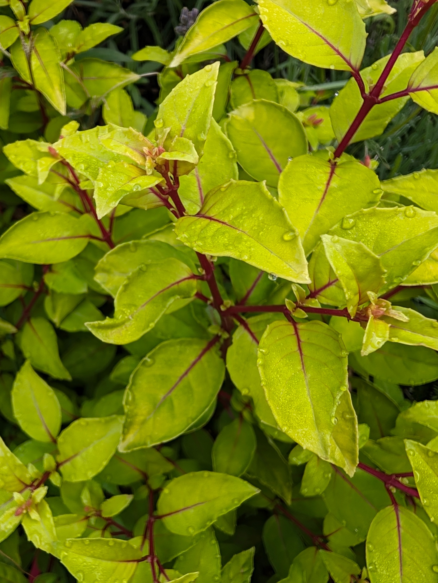 A bright green fuchsia plant with red stalks and red veins in the leaves.