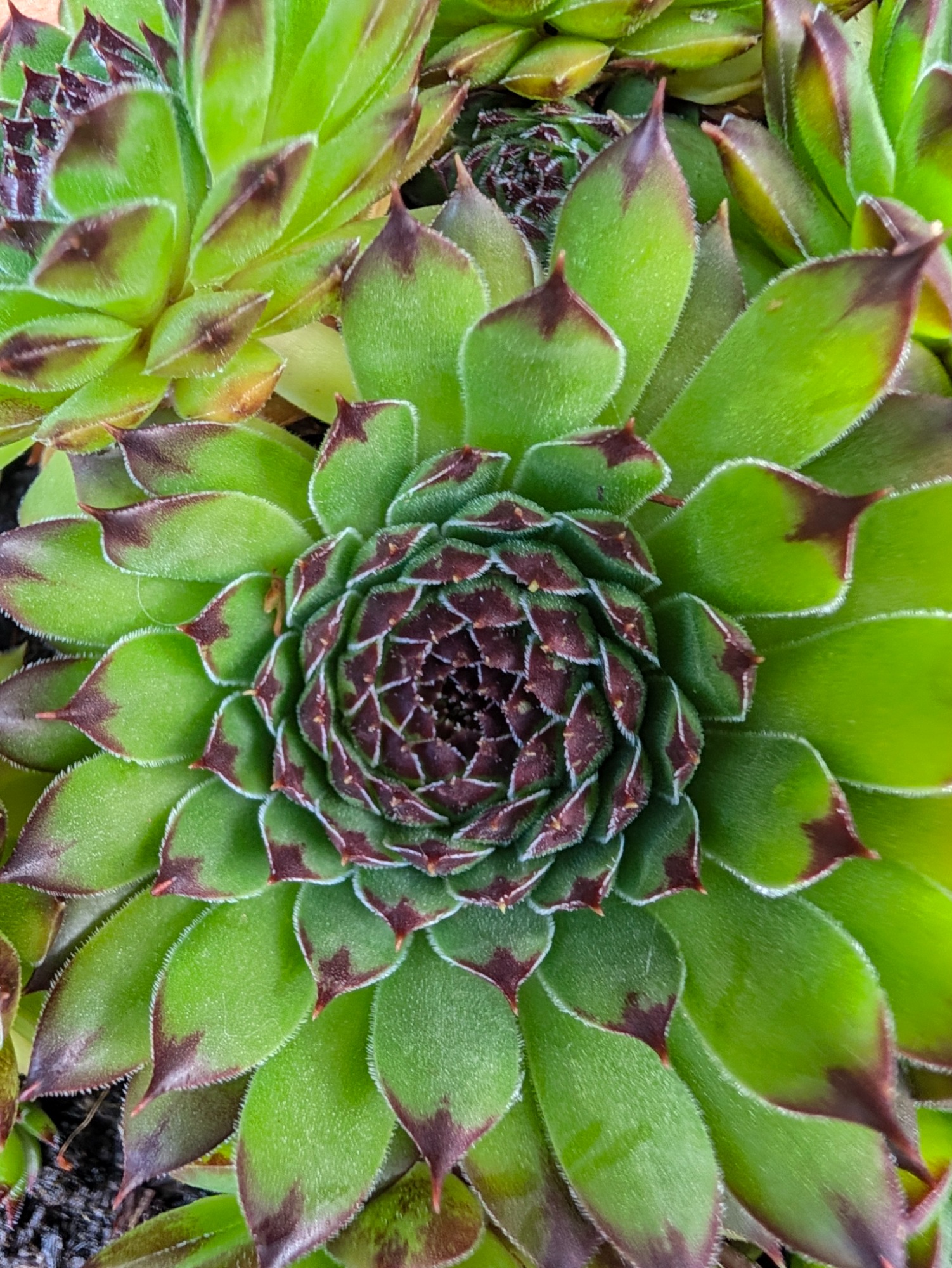 Closeup of a sempervivum.