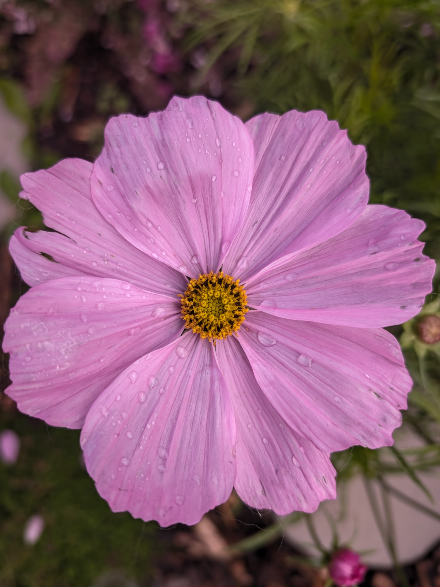 A pink cosmos with a yellow center, there are drops of water on the petals